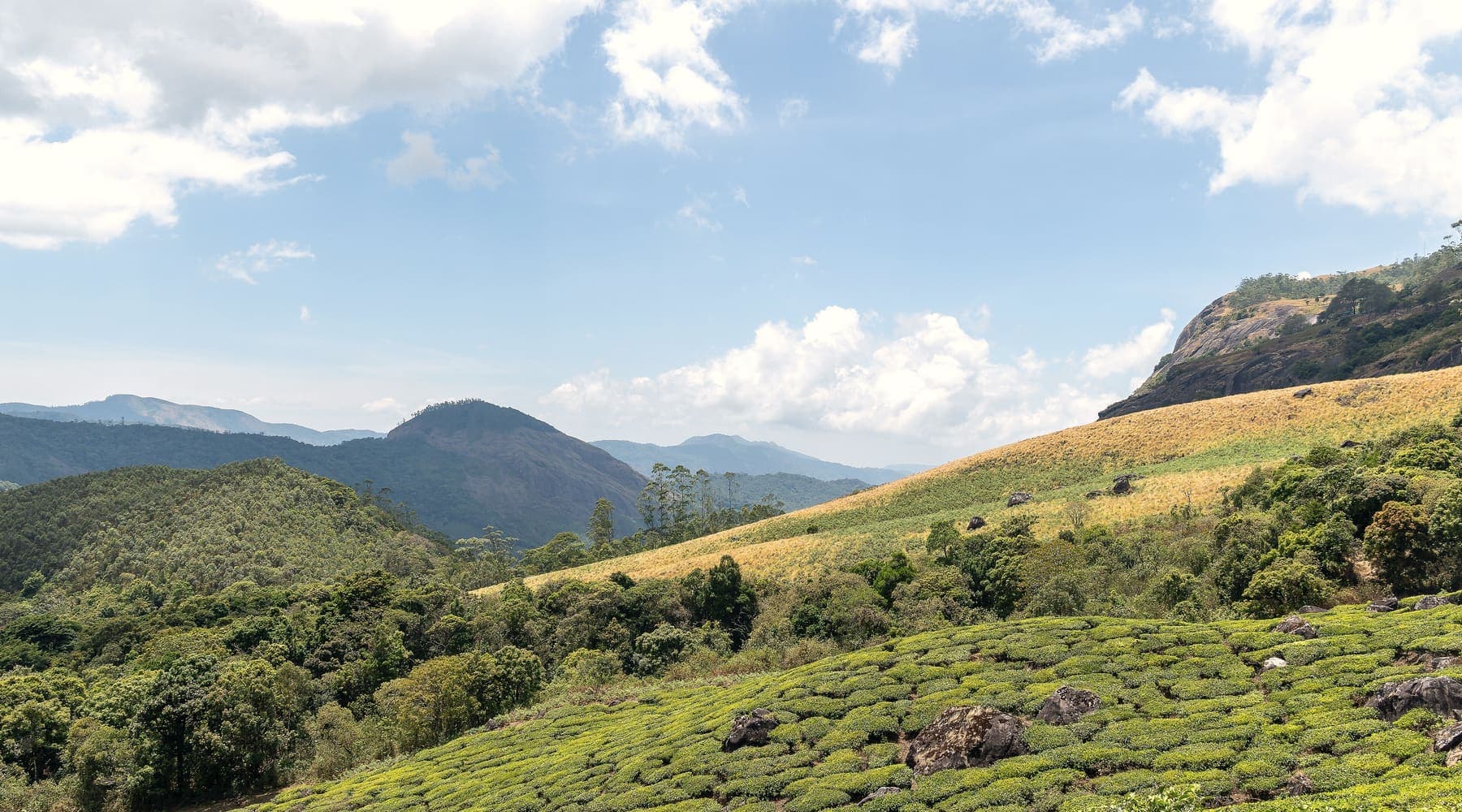 Tea plantations on the hills of Munnar