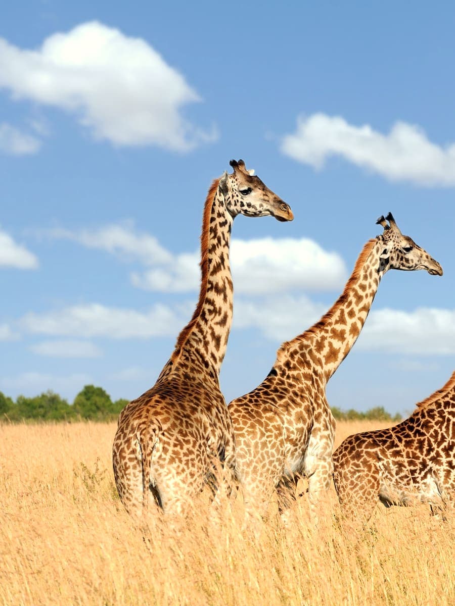 Giraffes on the grasslands of the Maasai Mara, Kenya