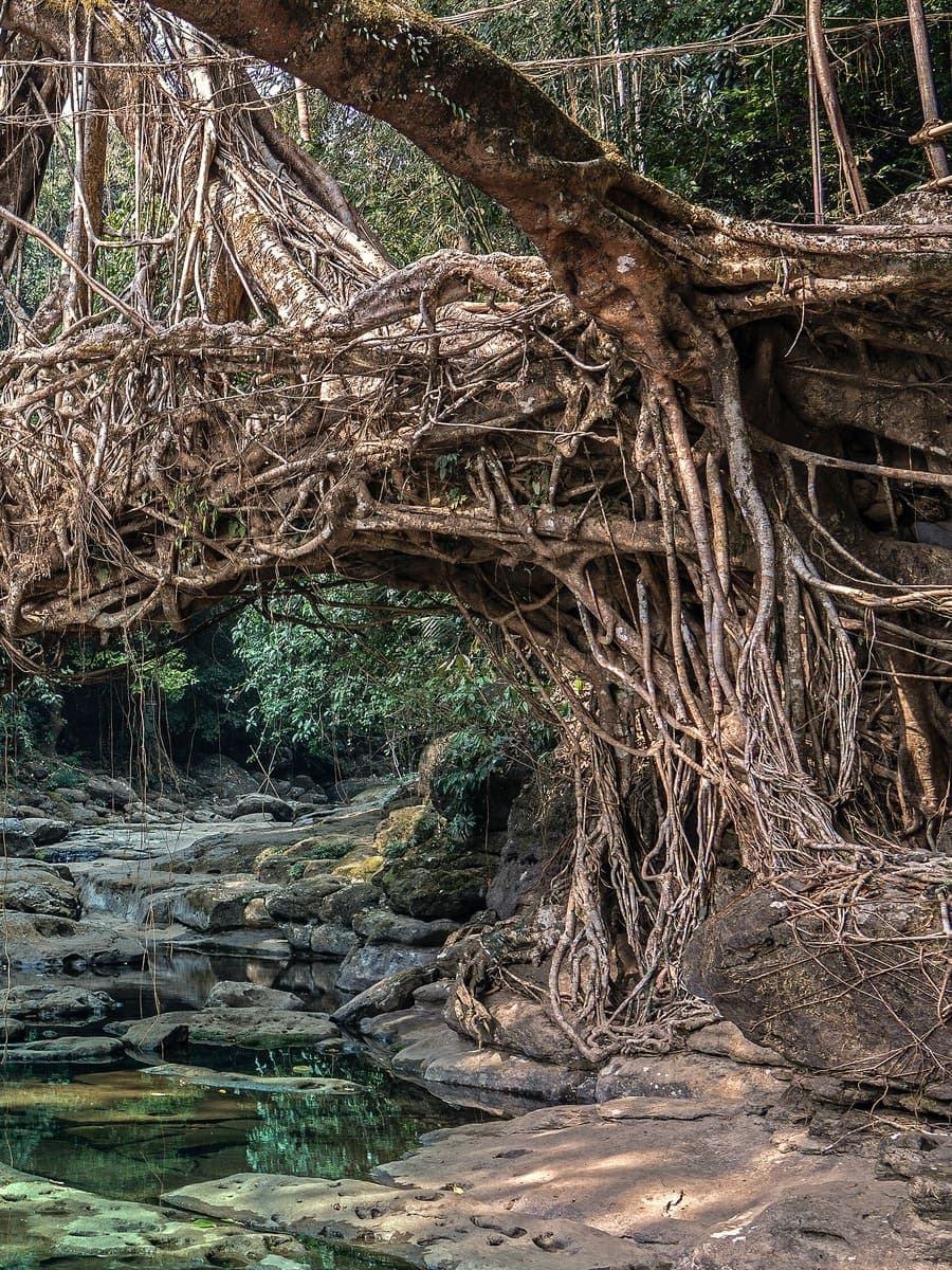 A living root bridge over a stream in Meghalaya