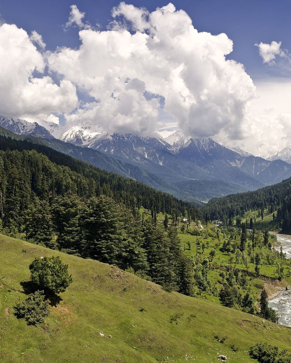 Pine forests below snowy peaks in a Kashmir valley