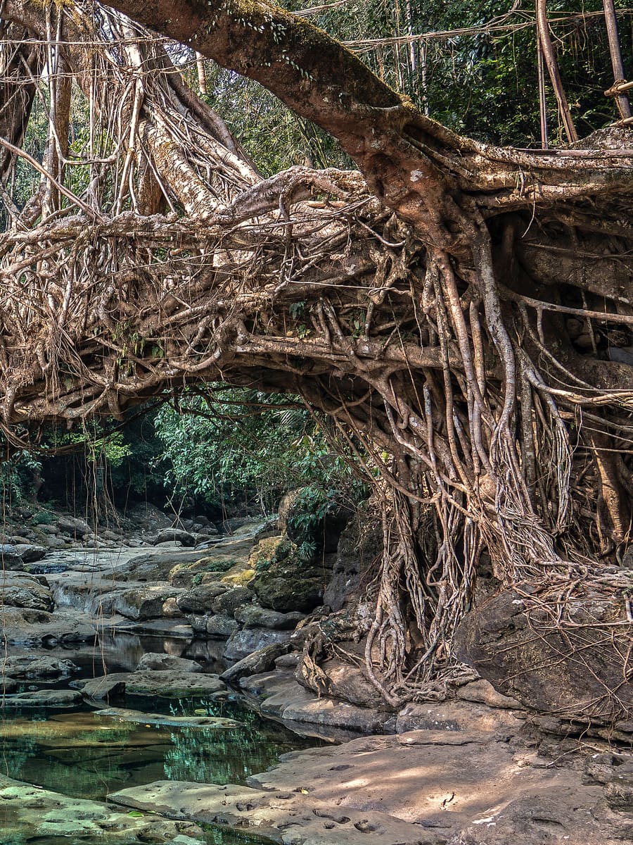 A living root bridge over a stream in Meghalaya